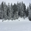 asimplecanadian12 avatar