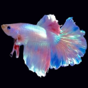 asimplethneed avatar