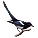 asinglemagpie avatar