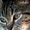 asiriscreative avatar