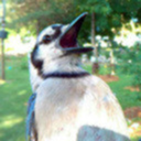 ask-jack-hammer avatar