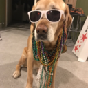 ask-me-about-my-dog avatar