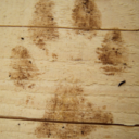 ask-summerfangs avatar