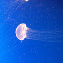 ask-the-odds-and-ends-trolls avatar