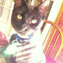 askmeaboutallmyfandoms avatar