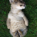 askmygunfirst avatar