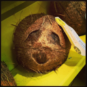 askthecoconut avatar