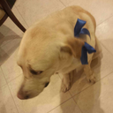 aslan-lord-cohen avatar