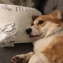 asleepycorgi avatar