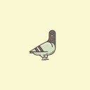 asmallpigeonn avatar