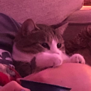 asocial-chinch-bug avatar