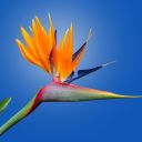 asosyalhobbit avatar