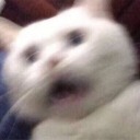 aspentreefriend avatar