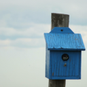 asphaltangels avatar