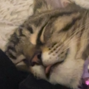 asphodelmemory avatar