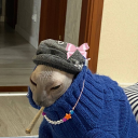 aspidisnothere avatar