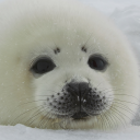 assam-dimbula avatar