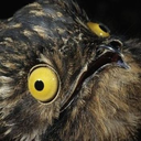 assassin-swede avatar