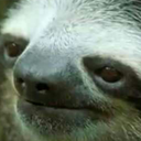 assassintaco007 avatar