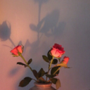 assdfghlxi-blog avatar