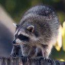 assignedfaggatbirth avatar