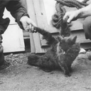 assimilymericon avatar