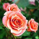 assorted-miscellany avatar