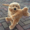 assortedpuppers avatar