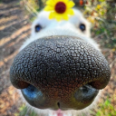 assortedroses avatar