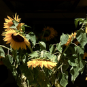 assortedsentiments avatar