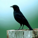 assum-preto avatar