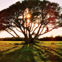 astallastrees-blog avatar