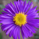 aster-asteria avatar