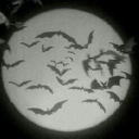 aster-is-going-crazy avatar