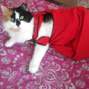 asteravistabeybi avatar