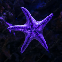 asterias-starfish avatar