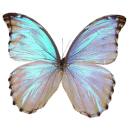 asteroidaffliction avatar