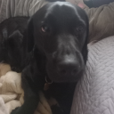 asteroiddinosaur avatar