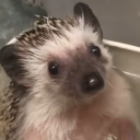 asthmaticsdaydream avatar