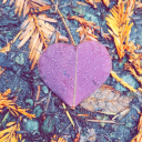 astraeuserebus avatar