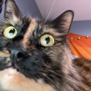 astragalus-root avatar