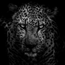 astraldoes-blog1 avatar