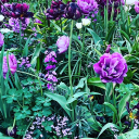 astralstrange avatar