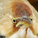 astras-funky-archive avatar