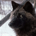 astraythealterhuman avatar