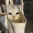 astreiants-archive avatar