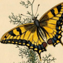 astroid-wanderer avatar