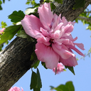 astructuralllinguist avatar