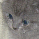 astrum-nautae avatar