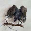 astupendoustragedy avatar